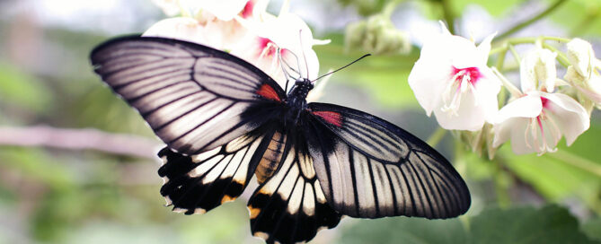 Butterfly in the flowers representing therapy for life transitions in Californina