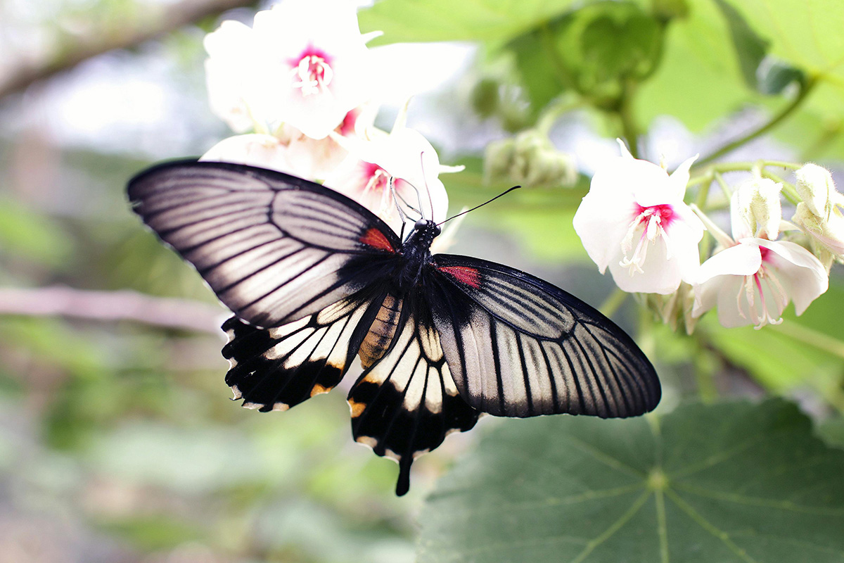 Butterfly in the flowers representing therapy for life transitions in Californina